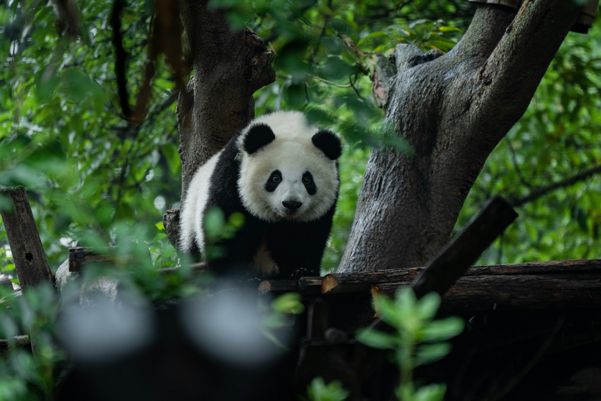 Sichuan, Chengdu & Chongqing 8D6N