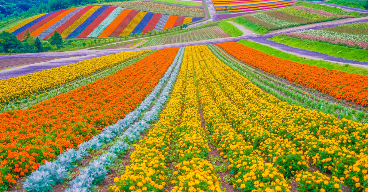 Hokkaido 6D4N 